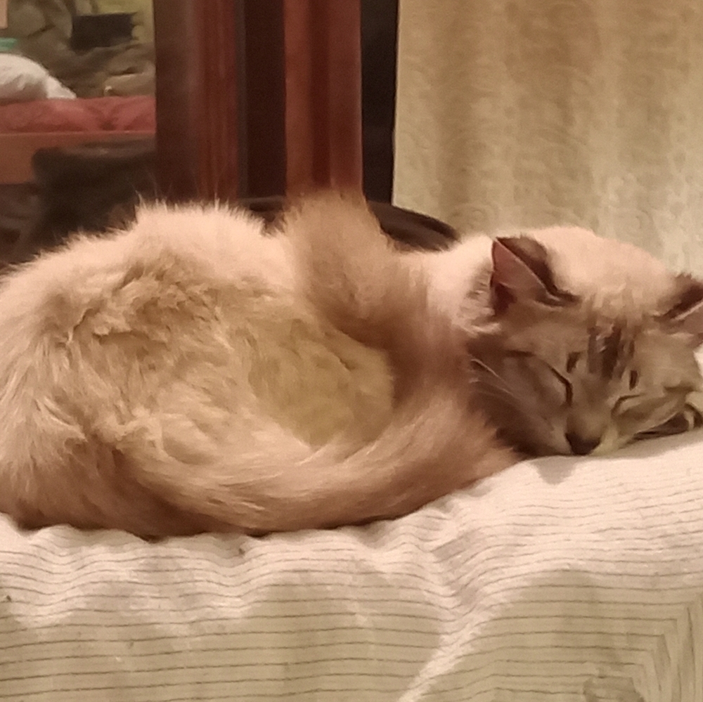 Kitty